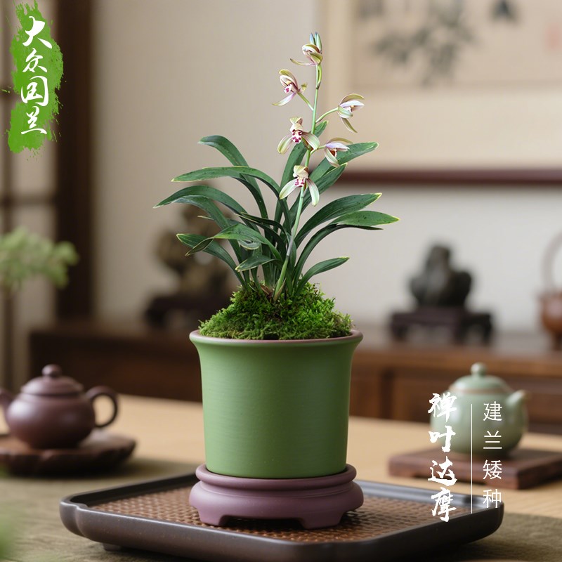 【禅叶达摩】兰花苗矮种金边建兰茶几浓香国兰名贵盆栽植物室内