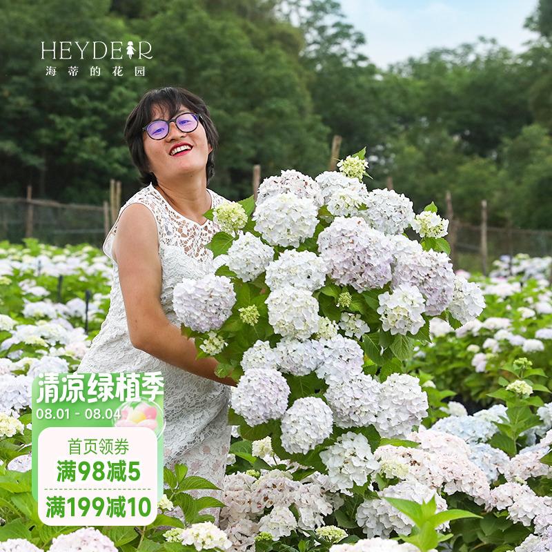 海蒂的花园绣球花苗无尽夏新娘新老枝开花易开花阳台好养花卉盆栽