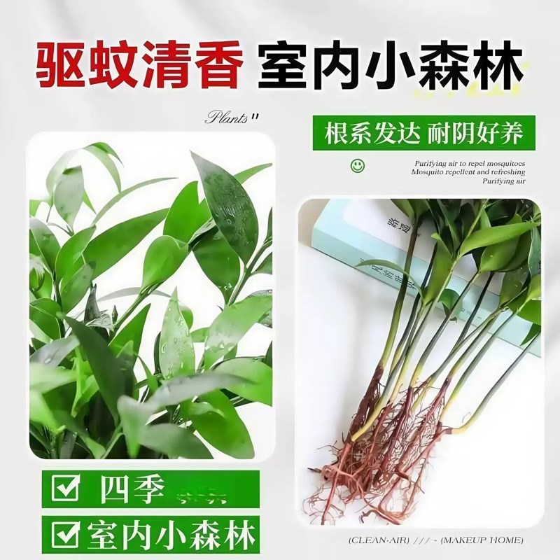 竹柏驱蚊竹水培植物盆栽室内客厅水养花卉绿植水培驱蚊竹净化空气