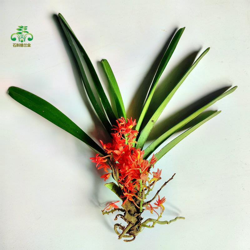 鸟舌兰石斛缘稀有红花万代兰绿植物观赏喷子花卉室内阳台庭院吊兰