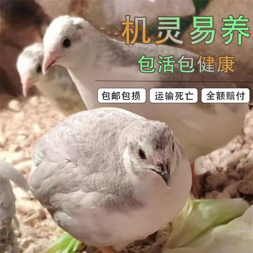 活体芦丁鸡40-60天成年下蛋鸡全色系芦丁幼鸡网红迷你观赏宠物鸡