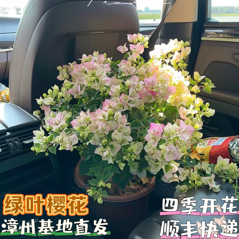 绿樱三角梅大苗老庄m高飘四季开花勤花爬藤好养耐热适合阳台庭院