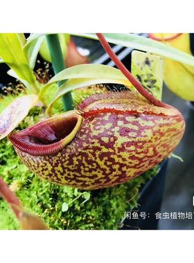 实物图-显目马兜铃猪笼草侧芽扦插小苗精选小苗小型食虫