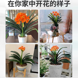 君子兰盆栽带花苞高端花卉植物室内兰花阳台四季常绿元宝好养易活