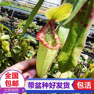 米兰达猪笼草 大型食虫植物捕蝇草捉虫子驱蚊捕虫食虫草绿植盆栽