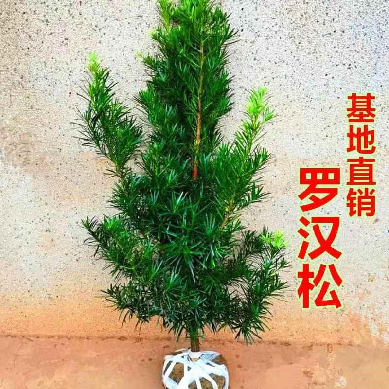 罗汉松树a苗雀舌米叶罗汉松庭院别墅地栽可造型室内外盆景素材植