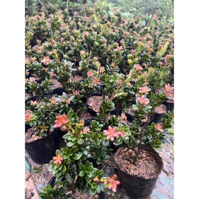 圆叶 红芽珍珠罗汉松 红芽罗汉松 小品盆景盆栽