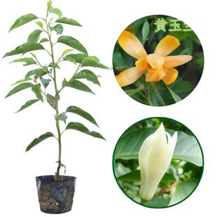 玉兰花苗树苗盆栽嫁接苗白兰花黄角兰苗白玉兰花苗黄玉兰苗阳台