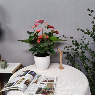 大号粉皇冠  红掌彩掌火鹤花室内绿植盆栽可水培花卉耐阴客厅礼物