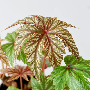 狮鹰秋海棠 Begonia Gryphon  网红室内绿植盆栽