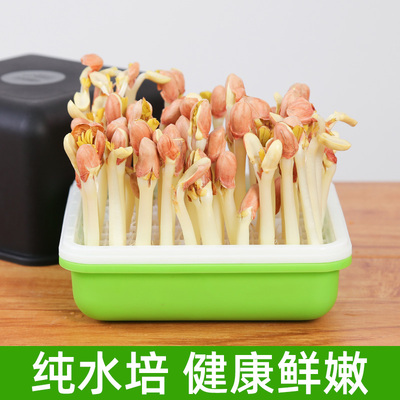 花生芽水培箱种植盘发芽神器机豆芽菜发芽盆专用育苗盘盒新鲜家用