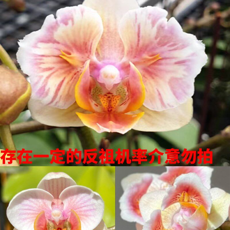 麒麟兰苑闪烁苗趣味蝴蝶兰盆栽室内阳台四季鲜花花期长