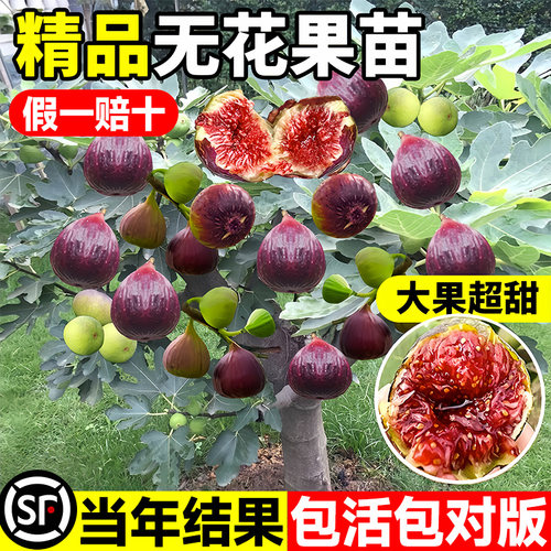 无花果树苗特大盆栽波姬红