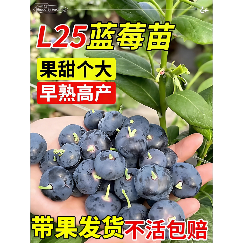 蓝莓树果苗盆栽带果带花苞花香苗地栽南方北方种植L25特大号果树