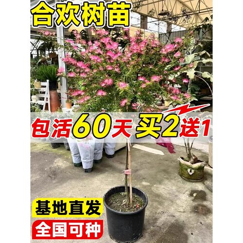 合欢花树苗绒庭院四季开绿