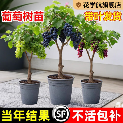 特大果巨峰葡萄树苖爬藤阳