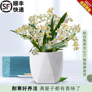 4色文心兰 香水兰花苗梦香跳舞兰现带花苞出售跳舞兰盆栽好养花卉