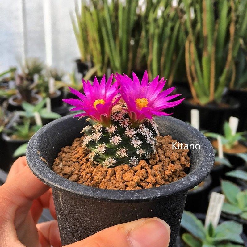 实生克氏丸仙人球稀有品种开花粉花萝卜根乳突球属趴刺软刺不扎手