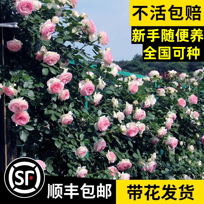 【1米6大苗】蔷薇花苗藤本月季特大花爬藤植物四季开花卉盆栽玫瑰