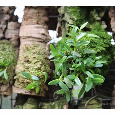 茉香石斛 稀有品种 洋兰石斛