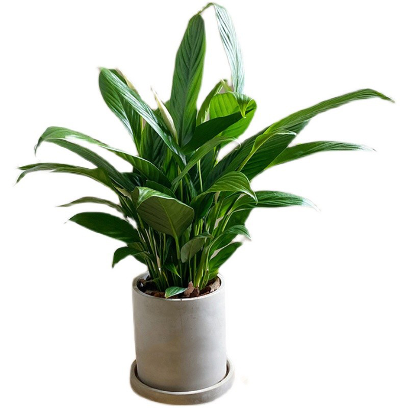 亲爱的绿植一帆风顺白掌盆栽桌面懒人植物室内净化空气好养白鹤芋