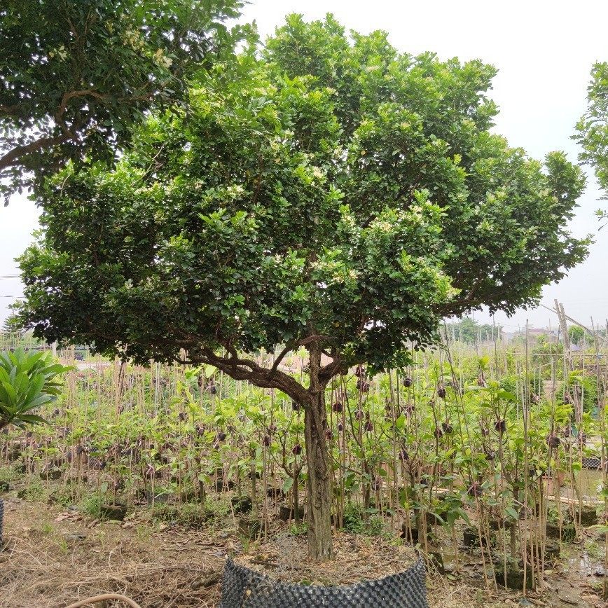 2107供应 全冠 九里香树 10-15cm假植苗 庭院绿化 开花小乔木