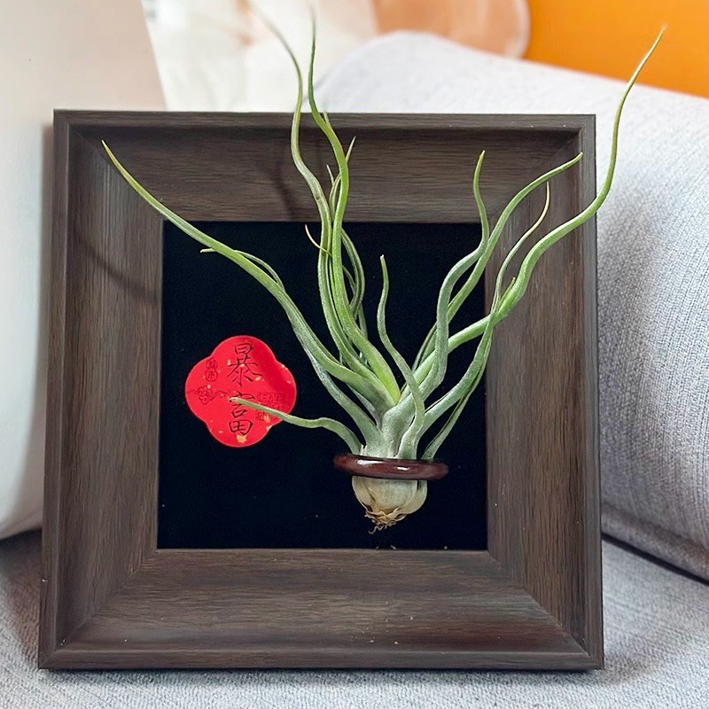 ins空气凤梨套餐懒人现代装饰画框复古桌面室内墙上深棕色相框5寸