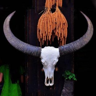 云南佤族大水牛头骨工艺品酒吧挂件墙壁装饰品真牛头标本挂饰壁挂