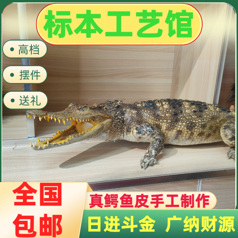 招财真鳄鱼皮标本真鳄鱼皮摆件餐厅真鳄鱼家装办公室装饰落地茶桌