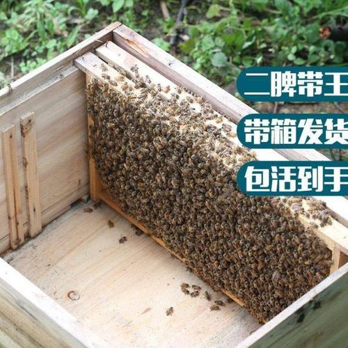 中锋蜜蜂蜂群蜂巢带子阿坝带箱中蜂蜂群中华土蜂蜂箱养蜂全套发货