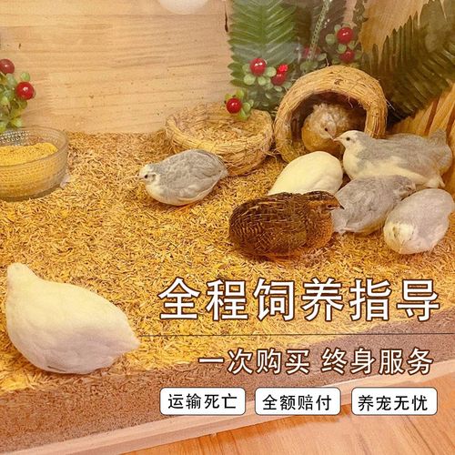 活体芦丁鸡40-60天成年下蛋鸡全色系芦丁幼鸡网红迷你观赏宠物鸡