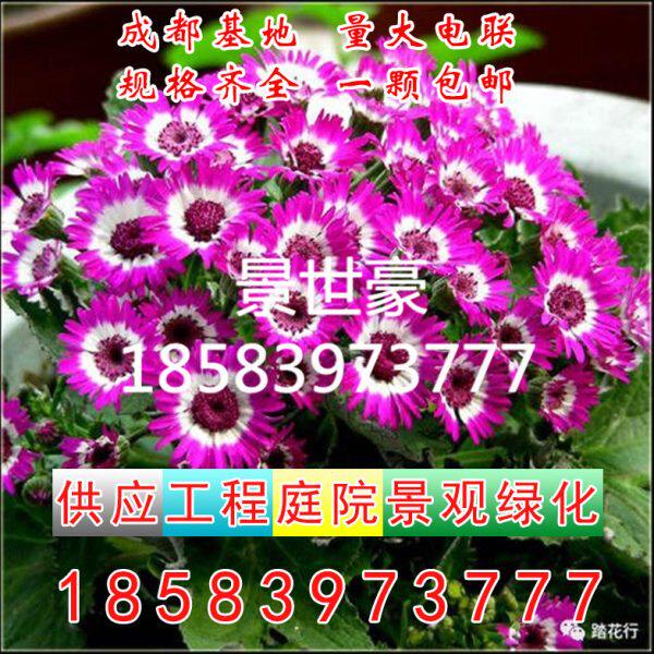 瓜叶菊盆栽菊花苗带花阳台花园好养易爆盆花卉冬季年宵花耐寒植物