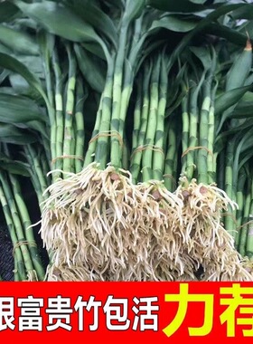 南有竹带根富贵竹水养大宽叶批发价正宗直发富贵竹粗竹富贵竹转运