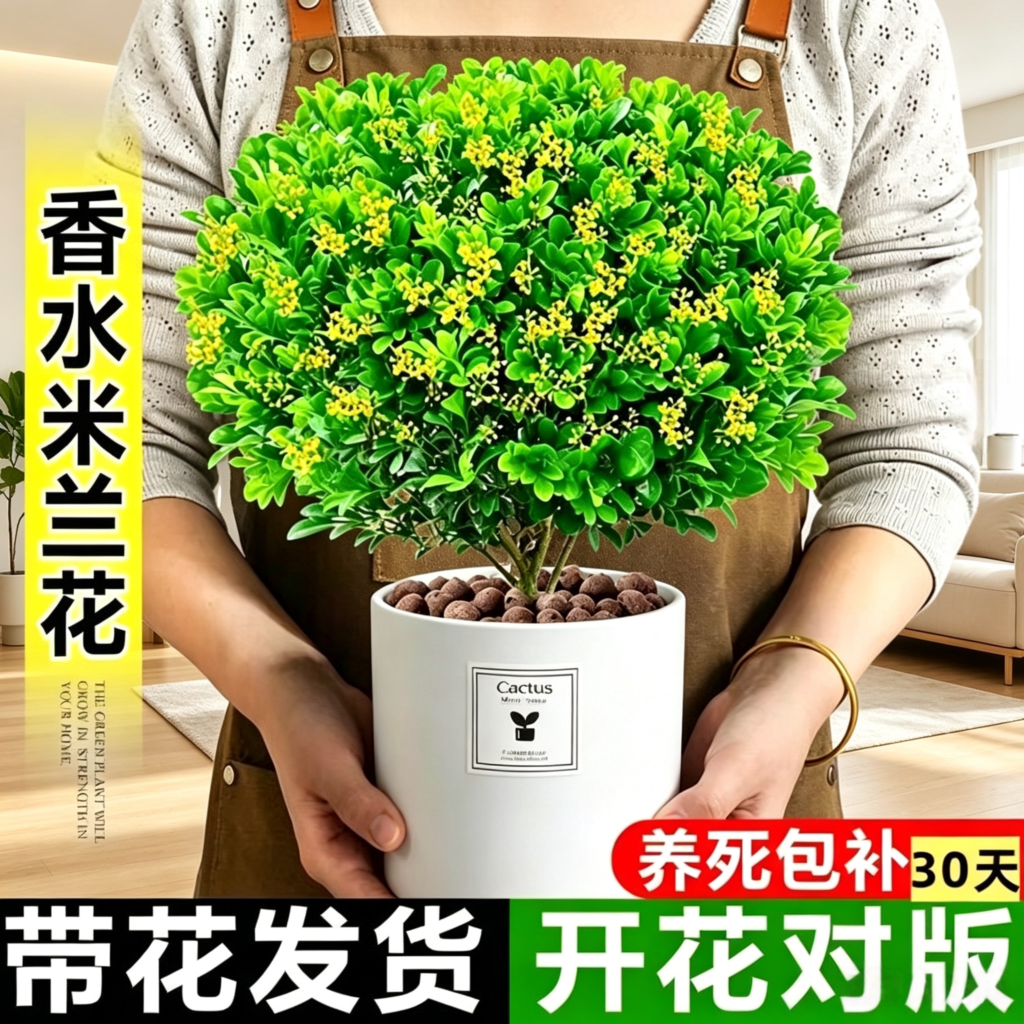 香水米兰花盆栽带花绿植室内四季开花浓香型净化空气驱蚊好养花卉