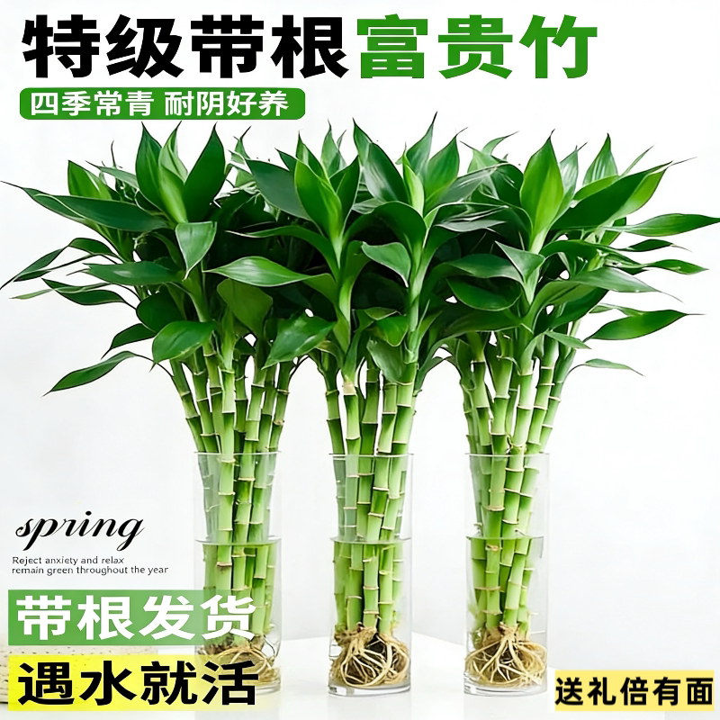 带根富贵竹水养客厅水培植物盆栽土招财大宽叶加粗室内吉祥转运竹