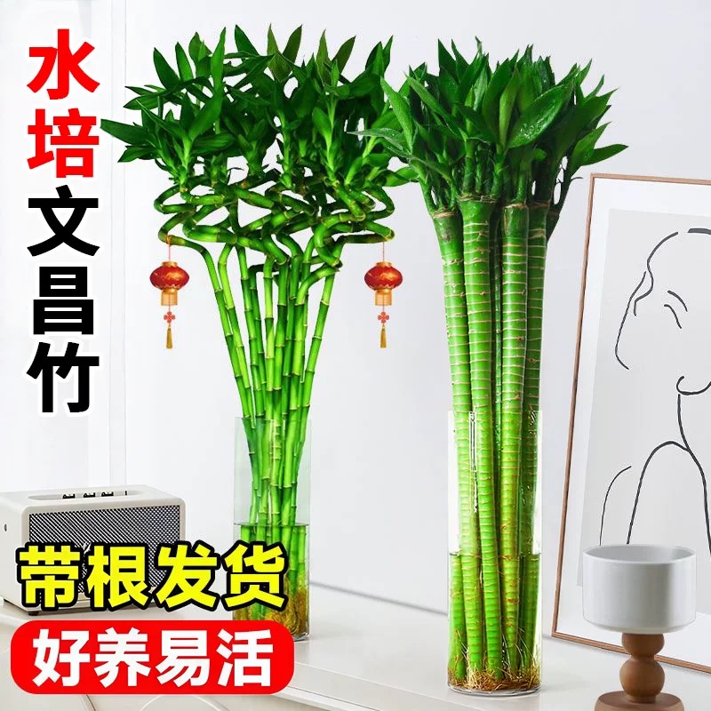 转运竹盆栽室内客厅大型植物绿植老桩造型四季常青好养招财幸福树