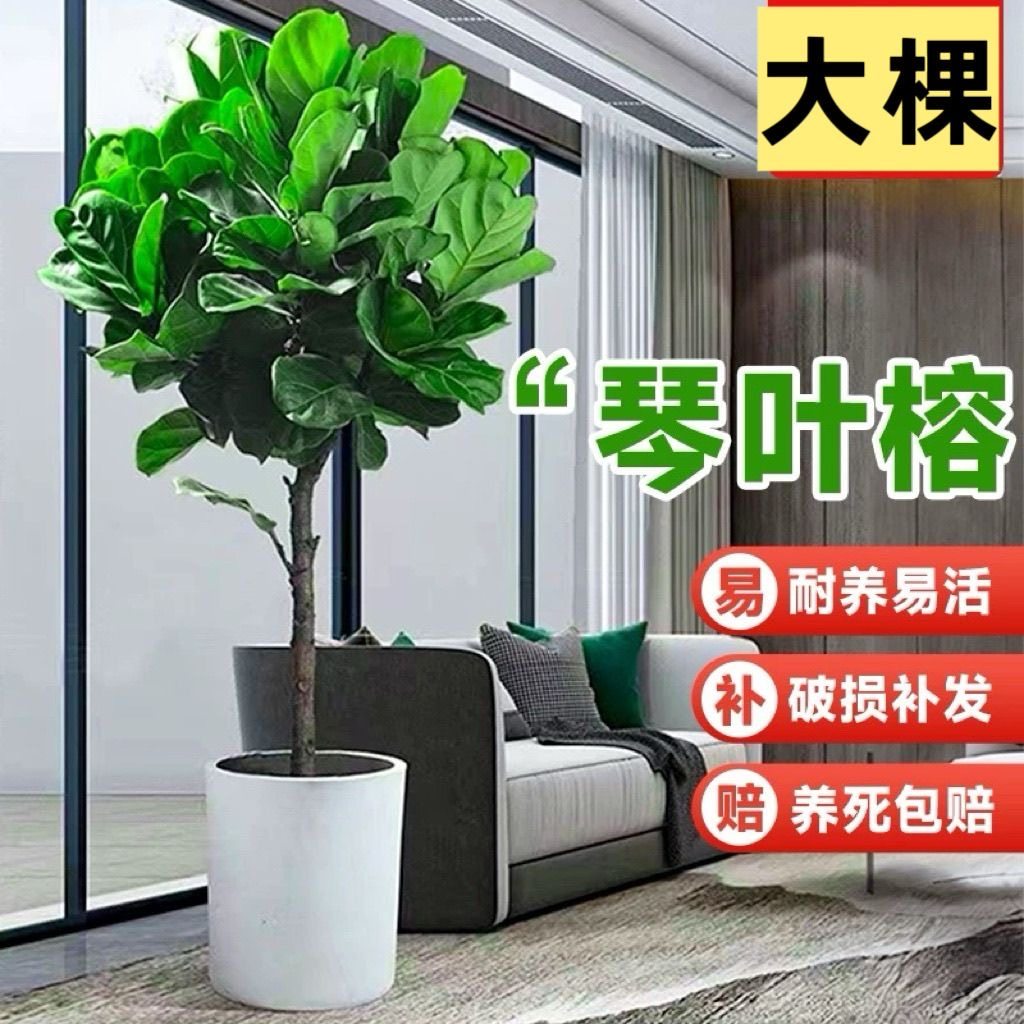 琴叶榕盆栽绿植大叶北欧风土培植物办公室内客厅桌面花卉四季常青图片