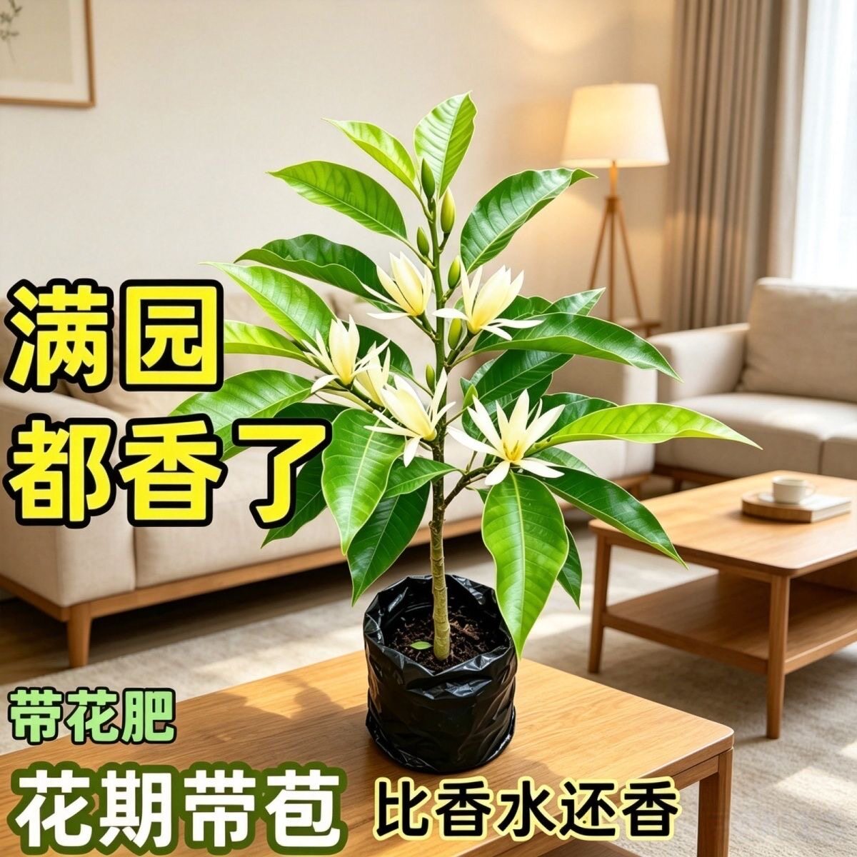 白兰花盆栽带花苞玉兰花树苗黄兰四季好养浓香型花卉庭院老桩植物