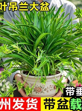 青叶吊兰盆栽花卉植物室内阳台净化空气去超大盆绿植水培垂吊客厅