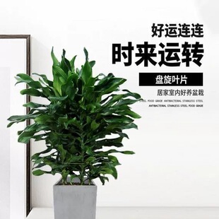 水培巴西铁青叶铁懒人花卉植物绿植盆栽招财客厅净化空气四季常青