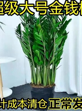 大棵金钱树办公室盆栽高植物室内花卉客厅大型绿植客厅耐旱发财树