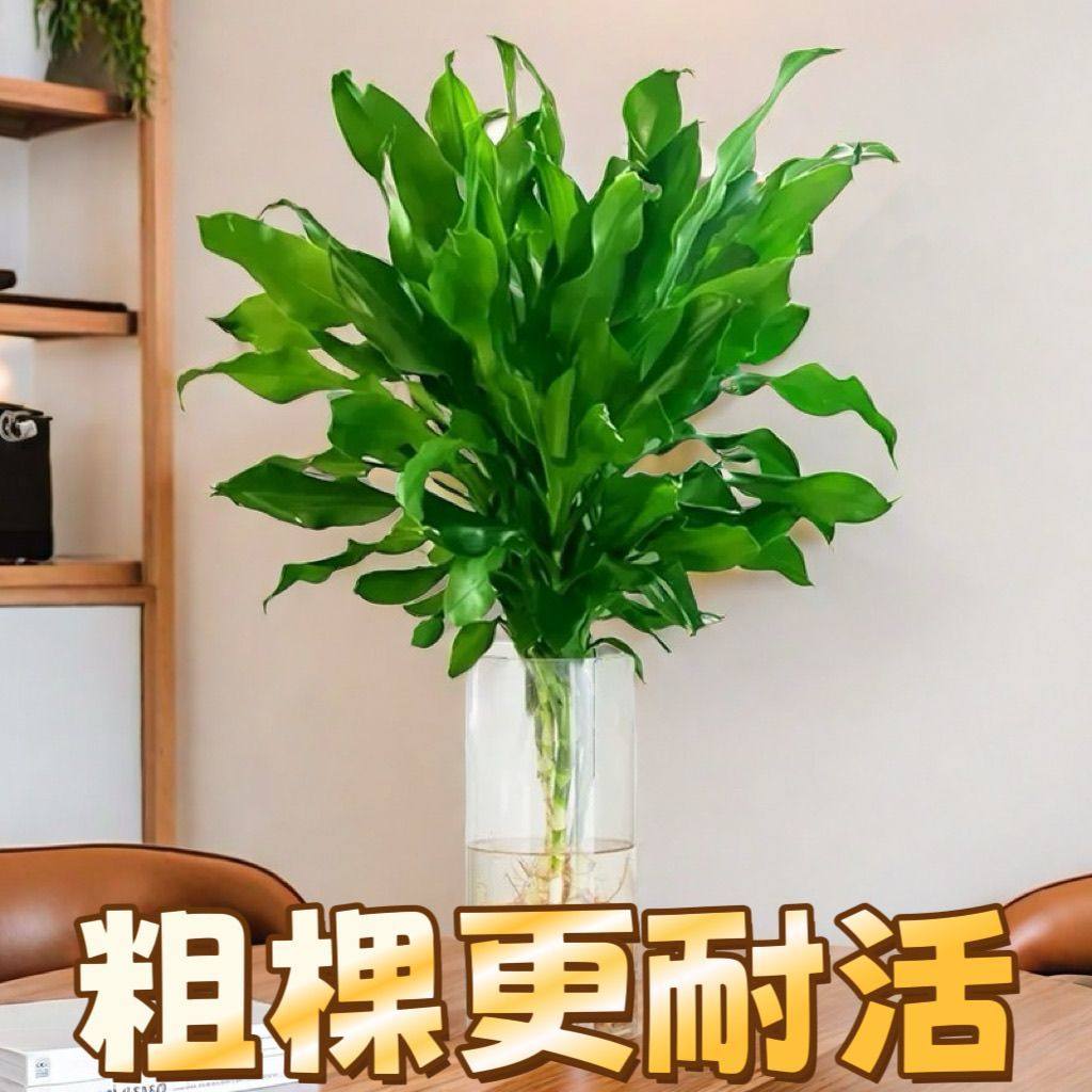 水培植物螺纹铁盆栽耐装饰用品绿萝四季好养懒人绿植花卉净化空气