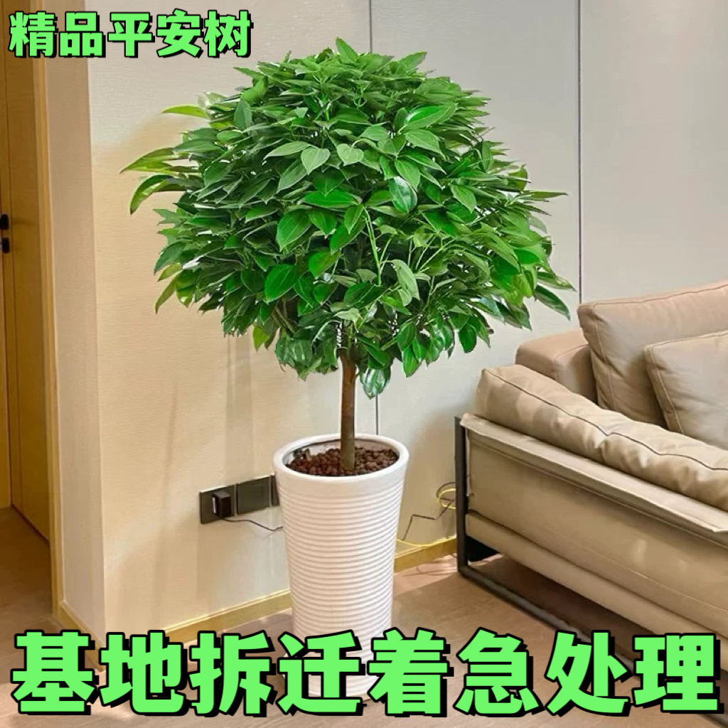 平安树盆栽室内客厅大型植物绿植老桩造型四季常青好养招财幸福树
