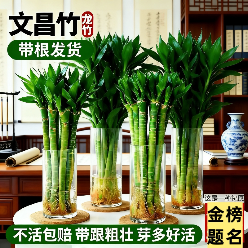 带根文昌竹富贵竹龙竹水养植物观音竹桌面室内客厅盆栽水培大绿植