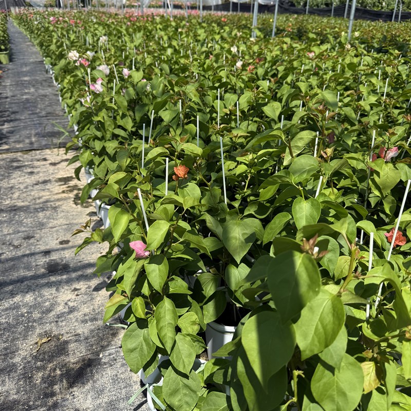 暗斑红日落(三角梅)t原生大苗四季开 花老桩爬藤植物