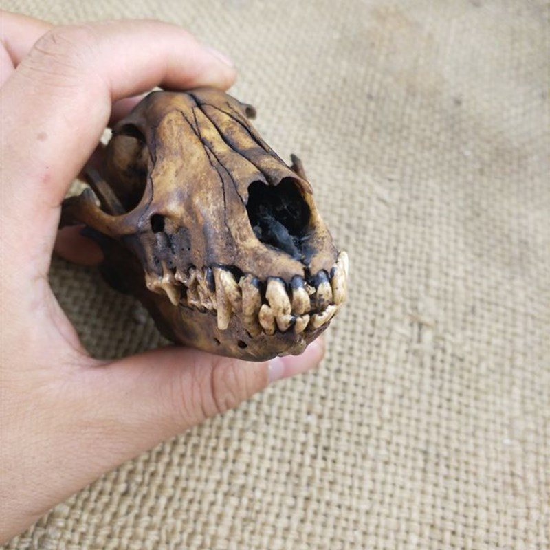 标本骨化石教学头颅骨头骨标本骨骼真骷髅标准W模型化石头全