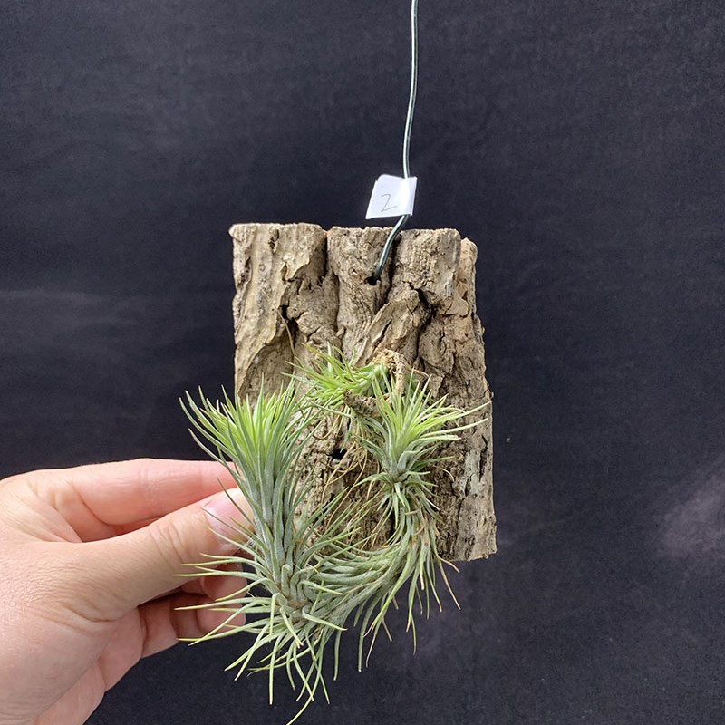 空气凤梨植物狐狸D尾巴定植香槟树皮