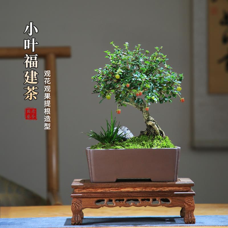 小叶福建茶盆栽老桩造型室内花卉庭院客厅观果植物好养桌面小盆景