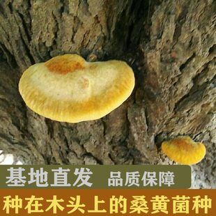 种在木头上的桑黄菌种马桑菌菌种椴木桑黄菌种咋木蘑菇菌种