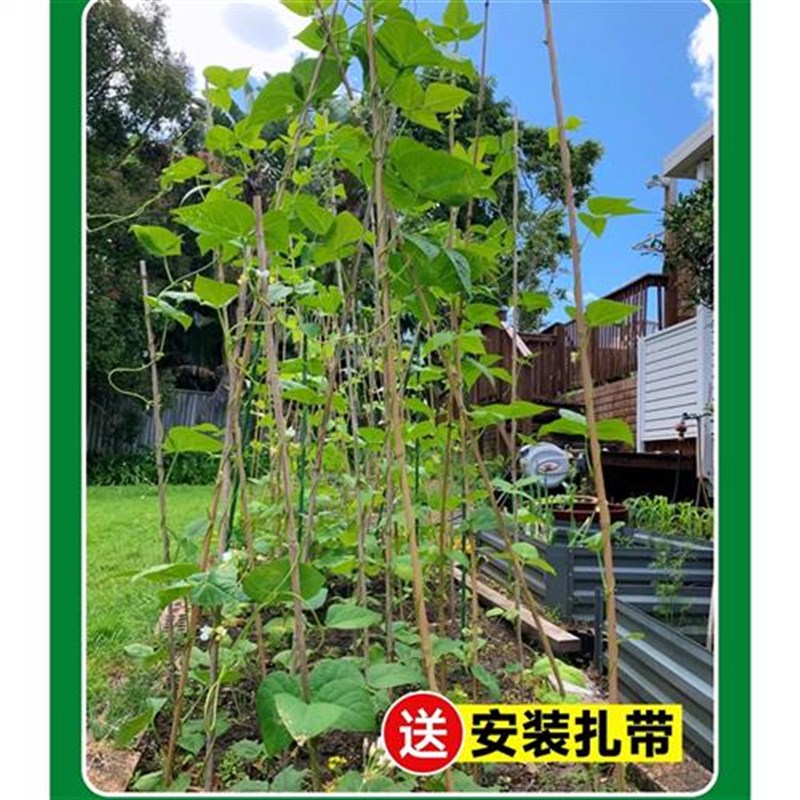 黄瓜爬藤架搭架杆蔬菜丝瓜u种黄瓜架子搭黄瓜架竹竿菜园番茄小竹